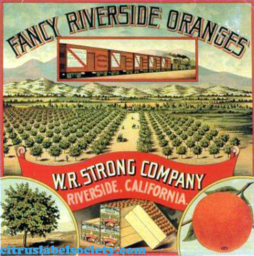 Fancy Riverside Oranges